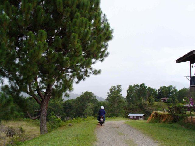mahua01.jpg