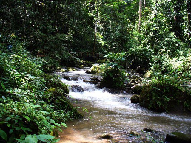 mahua04.jpg
