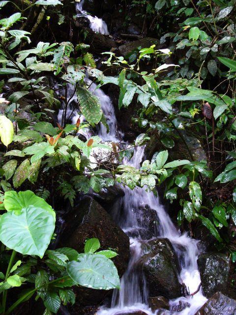 mahua06.jpg