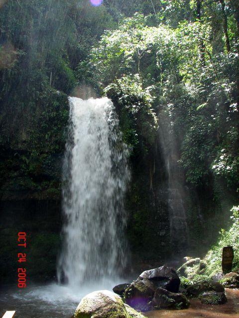 mahua11.jpg