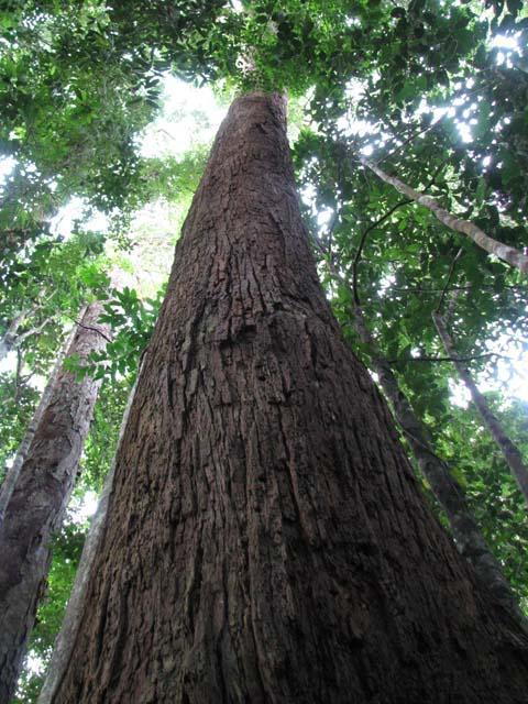 lambir07.JPG