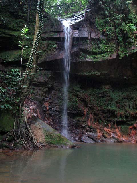 lambir09.JPG
