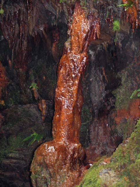 lambir11.jpg