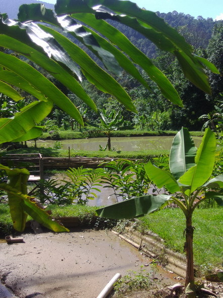 1._Fishpond_at_parking_area.JPG