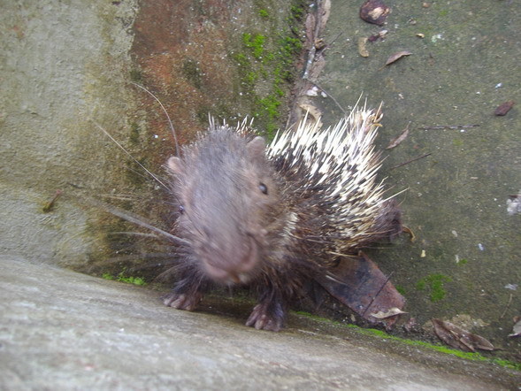 2._Porcupine_at_parking_area.JPG