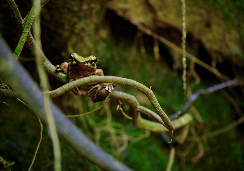 jeramrusafrogvinefbweb.png