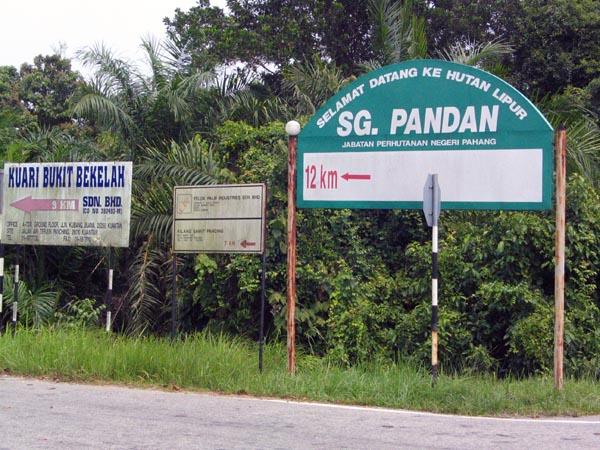 pandan01.JPG