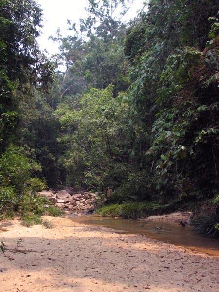 pandan09.JPG