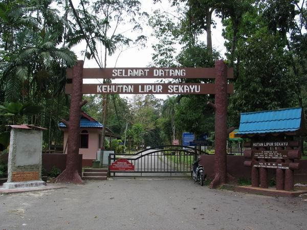 sekayu01.JPG