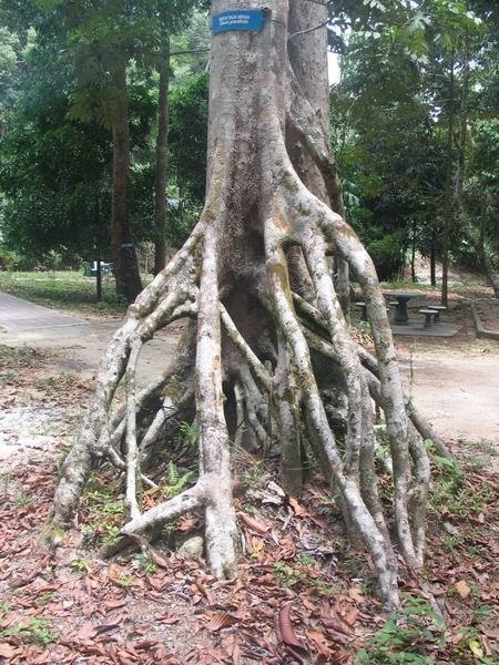 tembakah04.JPG