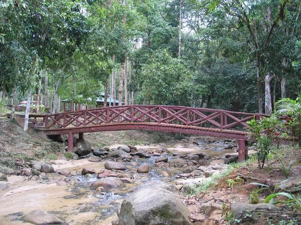 mengkuang01.JPG