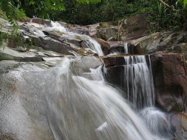 mengkuang05.JPG