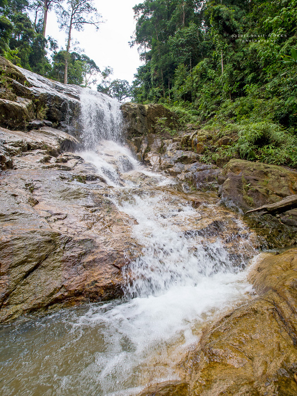 pulai-2.jpg