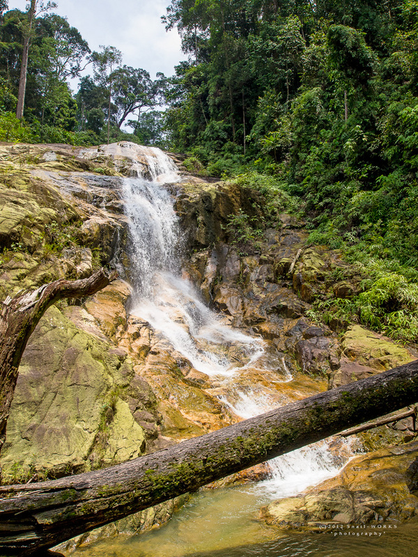 pulai.jpg