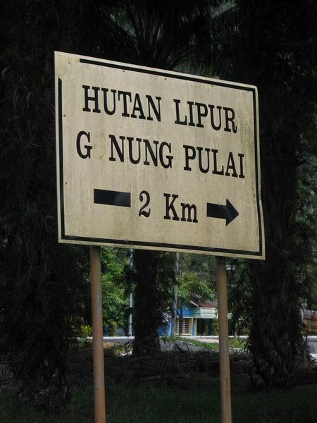 pulai01.JPG
