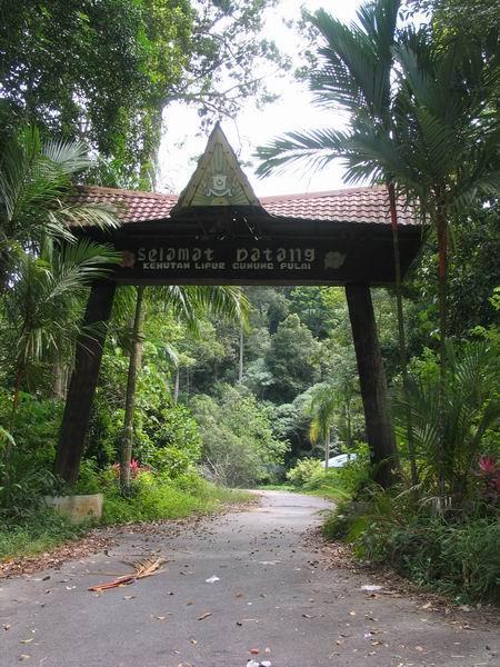 pulai02.JPG