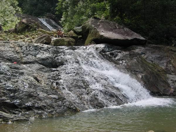 pulai04.JPG