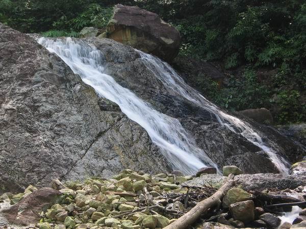 pulai05.JPG