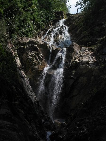 pulai07.JPG