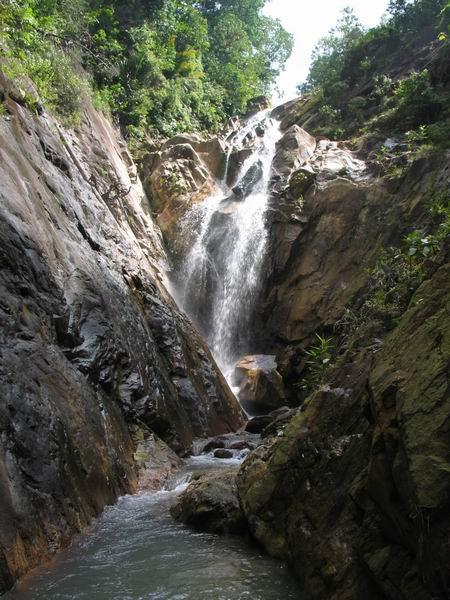 pulai08.JPG