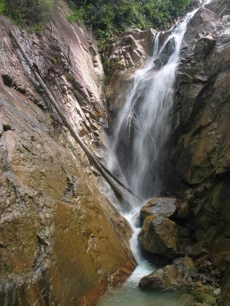 pulai09.JPG
