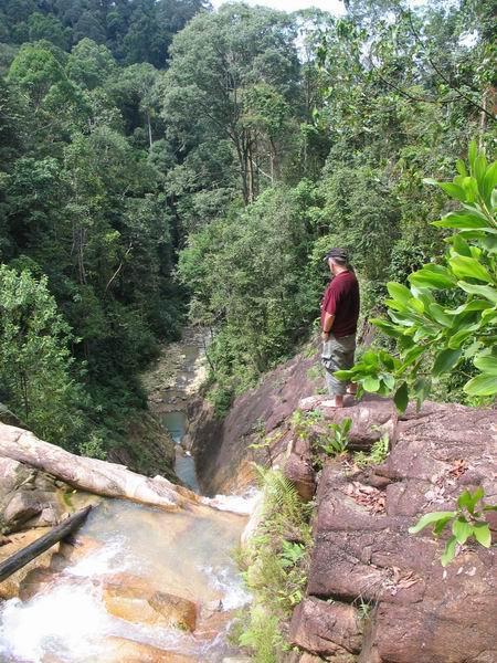 pulai10.JPG