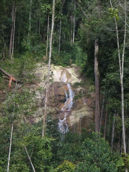 pulai12.JPG